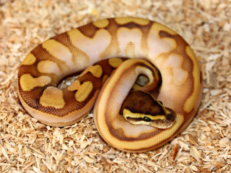 Enchi Lesser Sugar