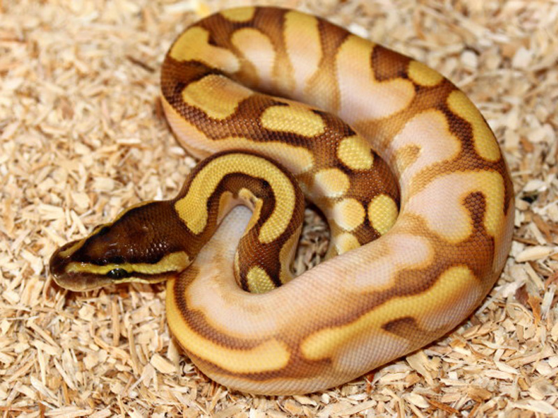 Enchi Lesser Sugar