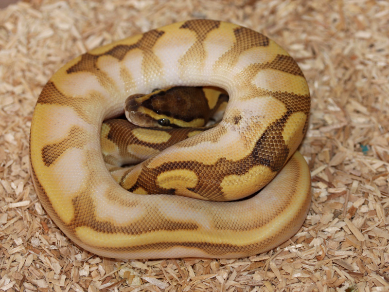 Enchi Lesser Sugar