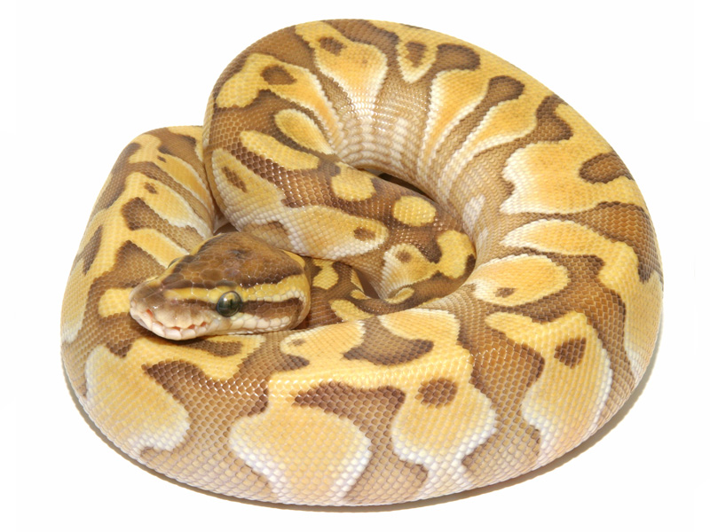 Enchi Lesser Vanilla