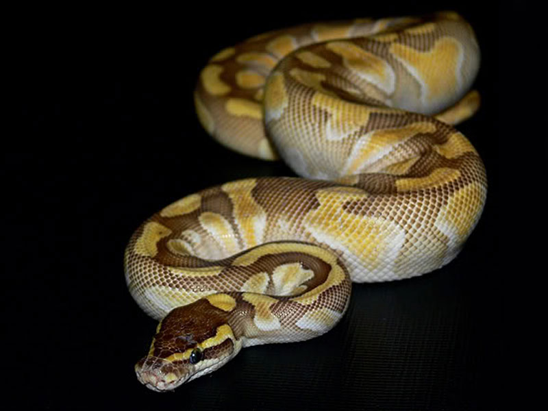 Enchi Lesser