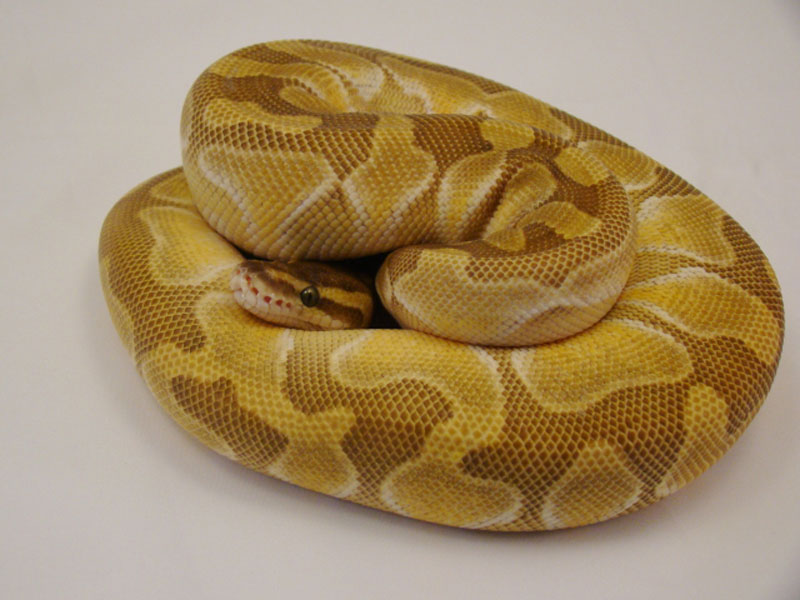 Enchi Lesser