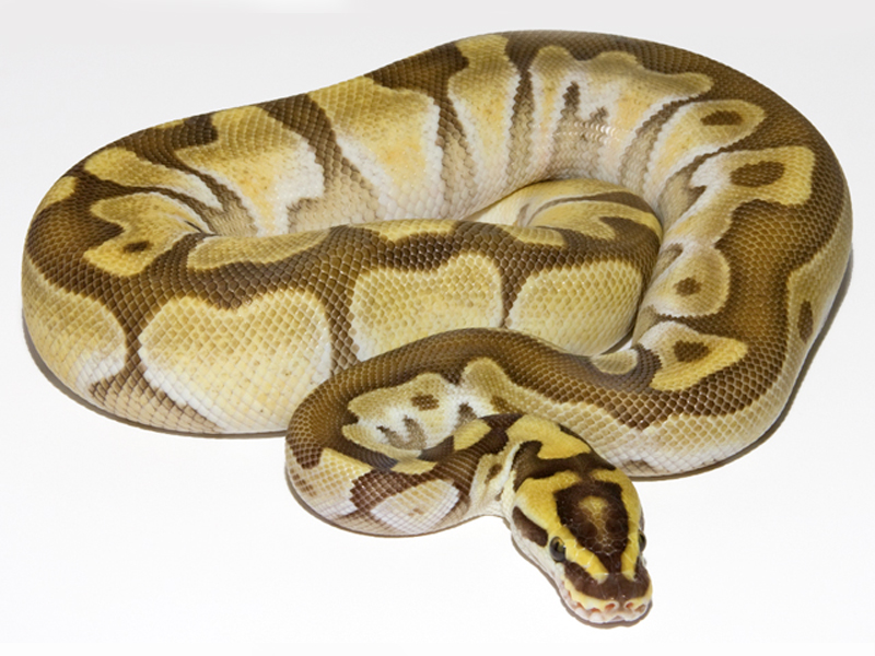 Enchi Lesser