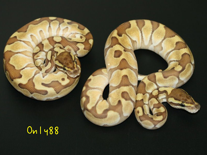 Enchi Lesser