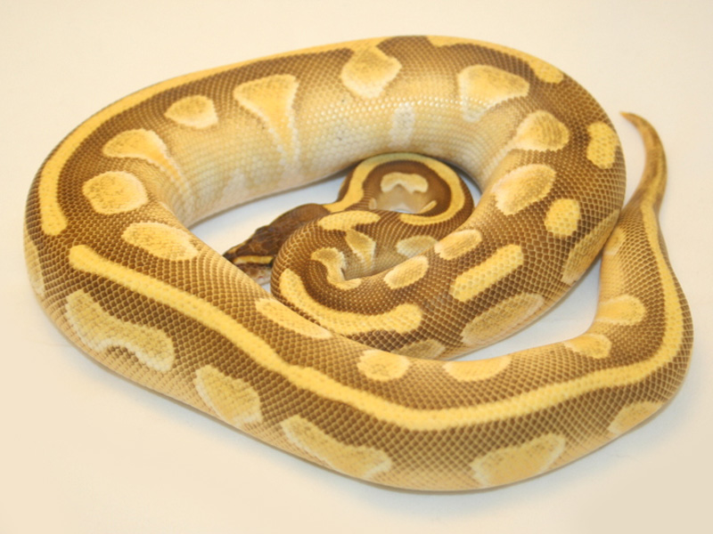 Enchi Lesser