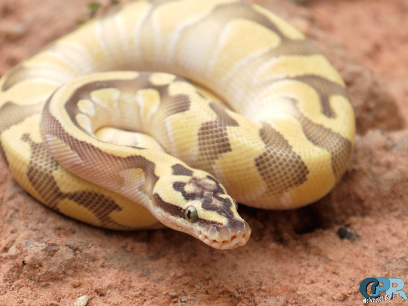 Enchi Lesser