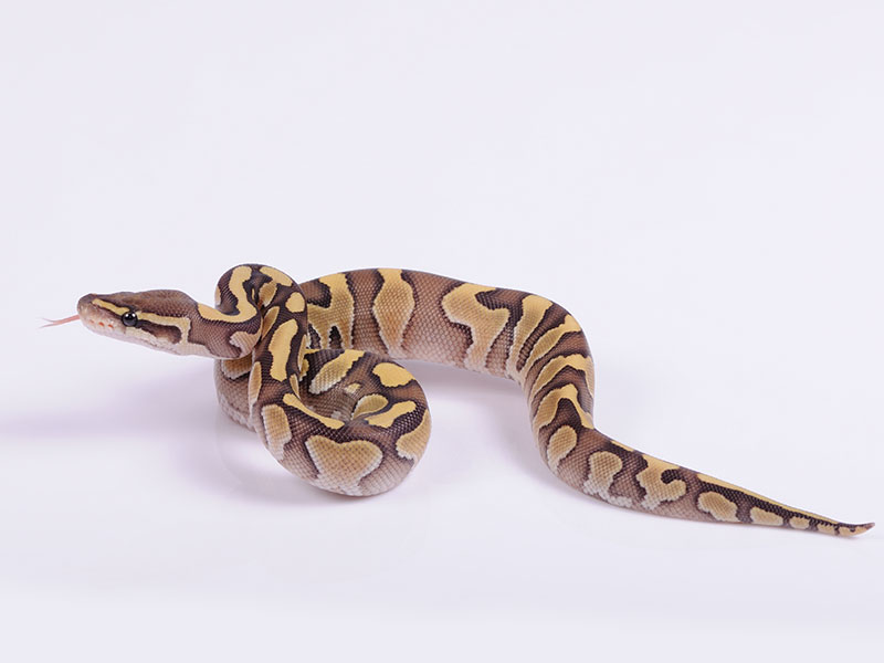 Enchi Lesser