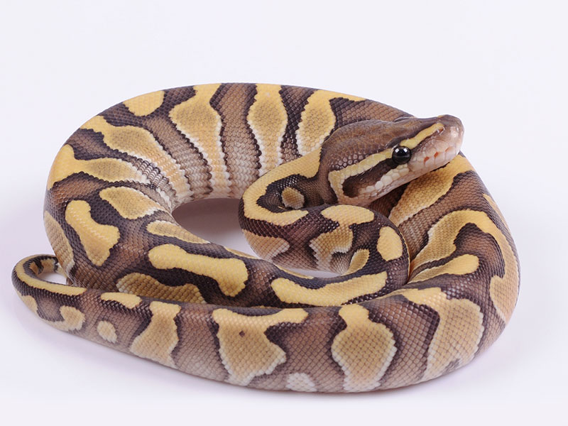 Enchi Lesser