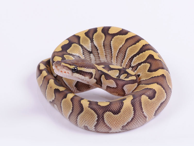 Enchi Lesser