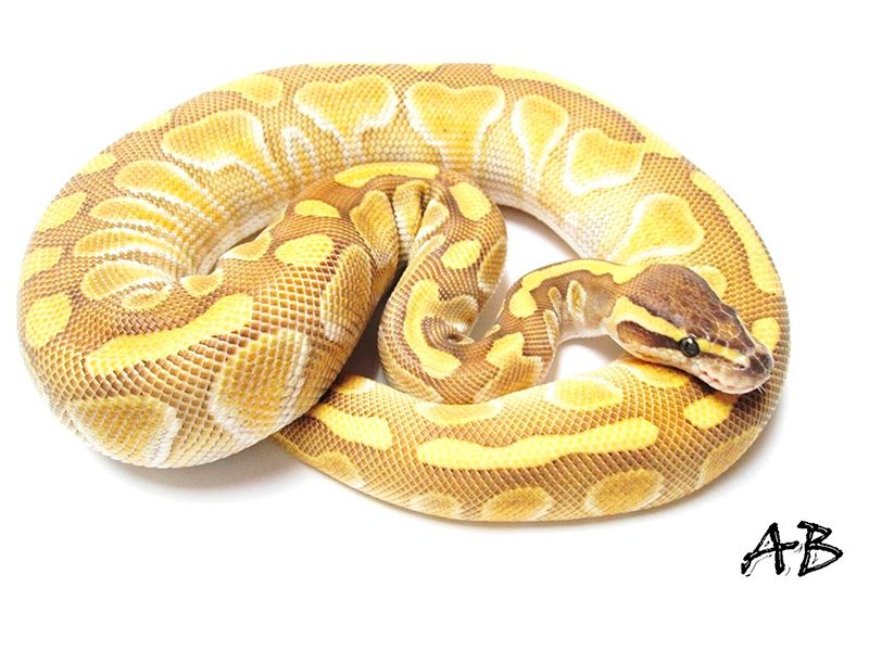 Enchi Lesser