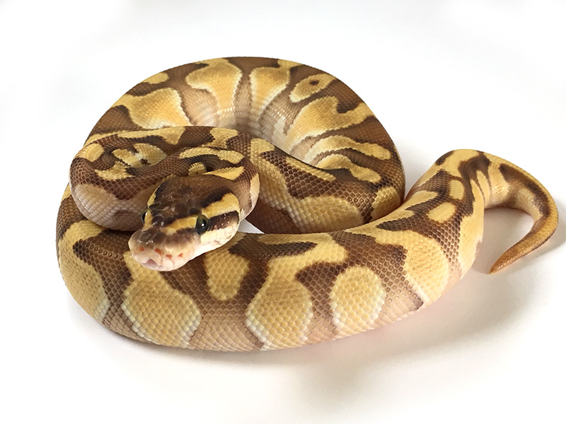 Enchi Lesser