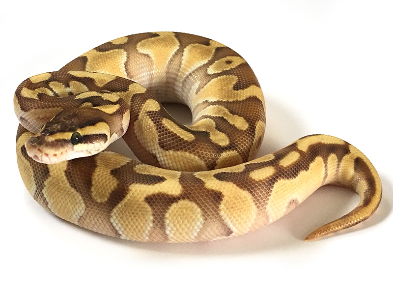 Enchi Lesser