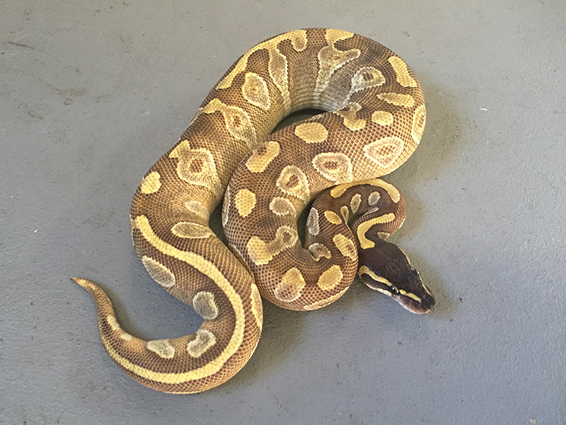 Enchi Mahogany Mojave