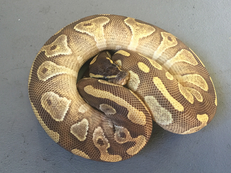 Enchi Mahogany Mojave