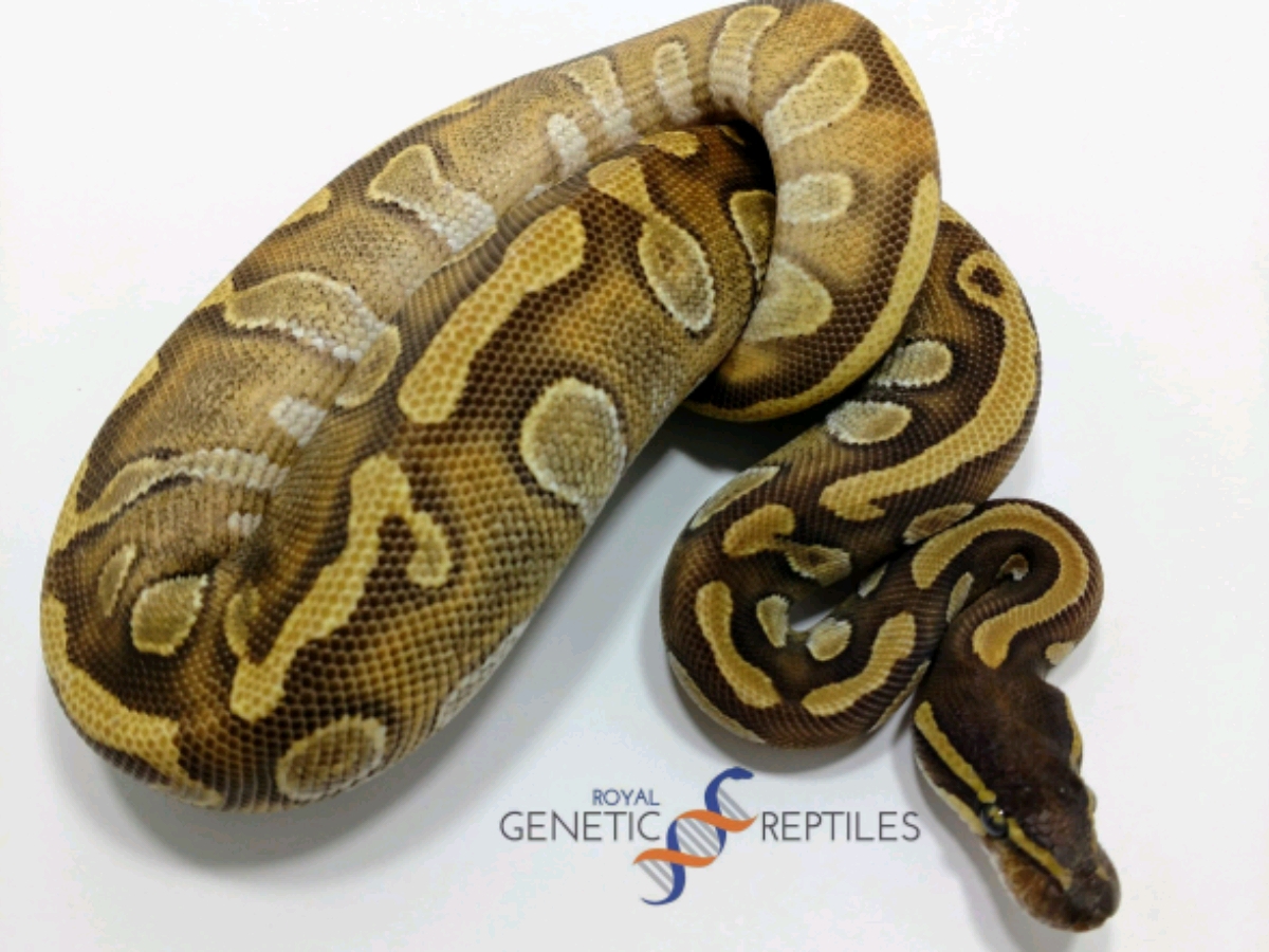 Enchi Mojave Nanny