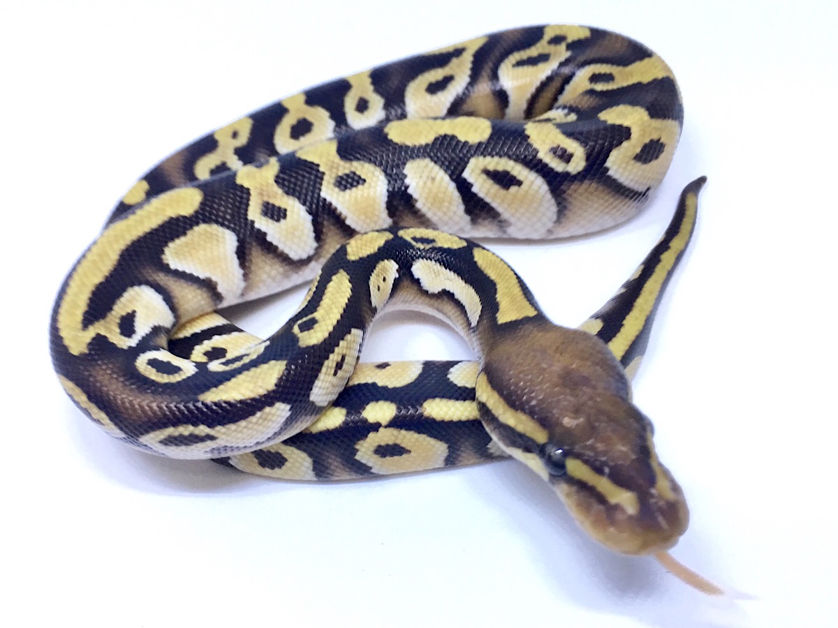 Enchi Mojave Orange Belly Orange Dream