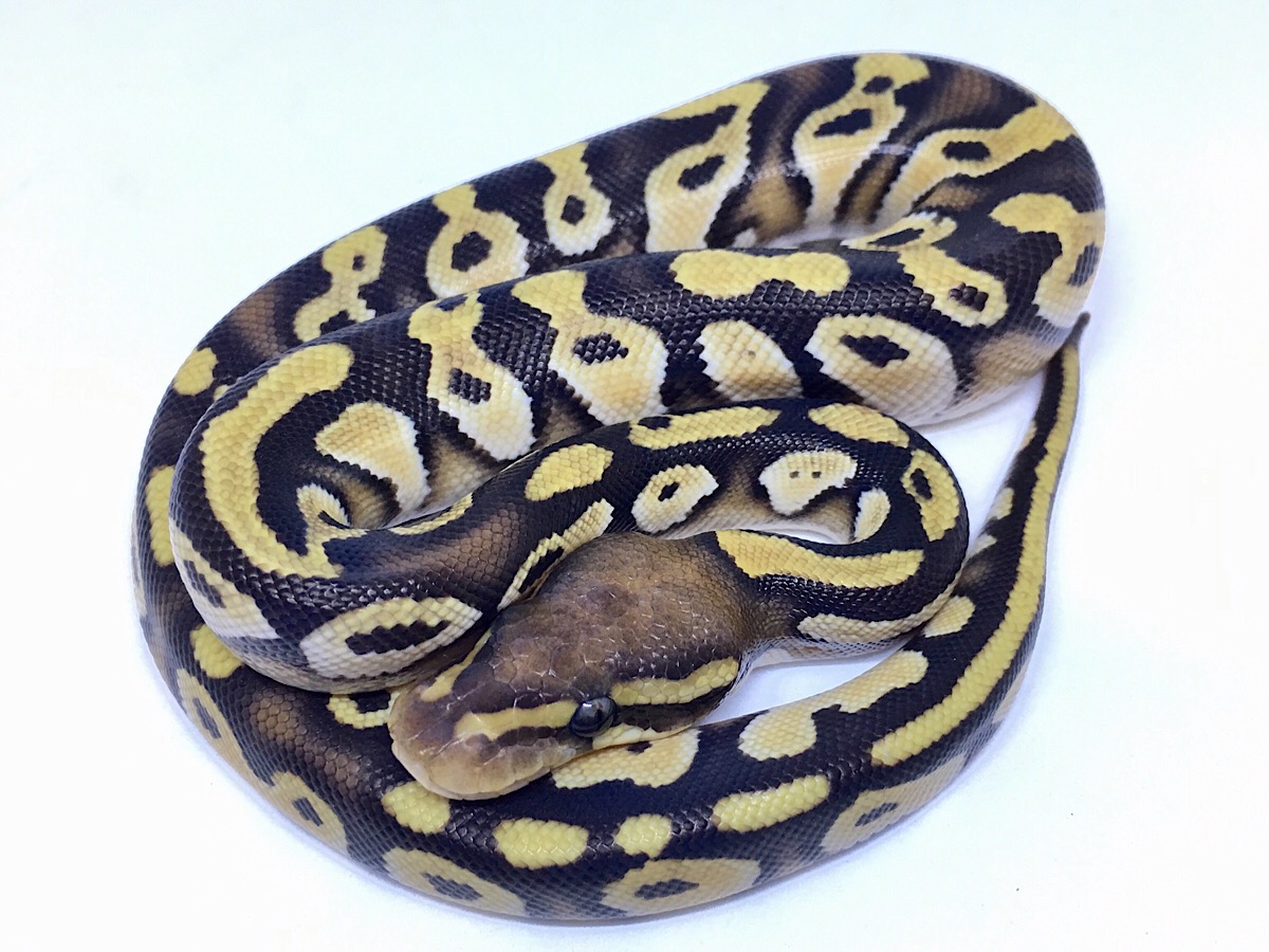 Enchi Mojave Orange Belly Orange Dream