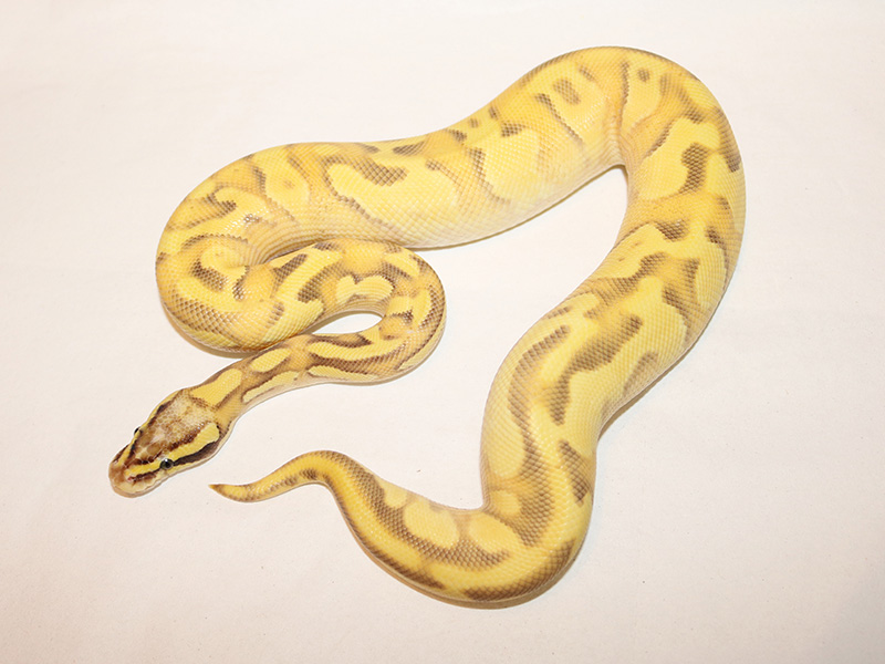 Enchi Mojave Orange Dream Pastel Vanilla Yellow Belly