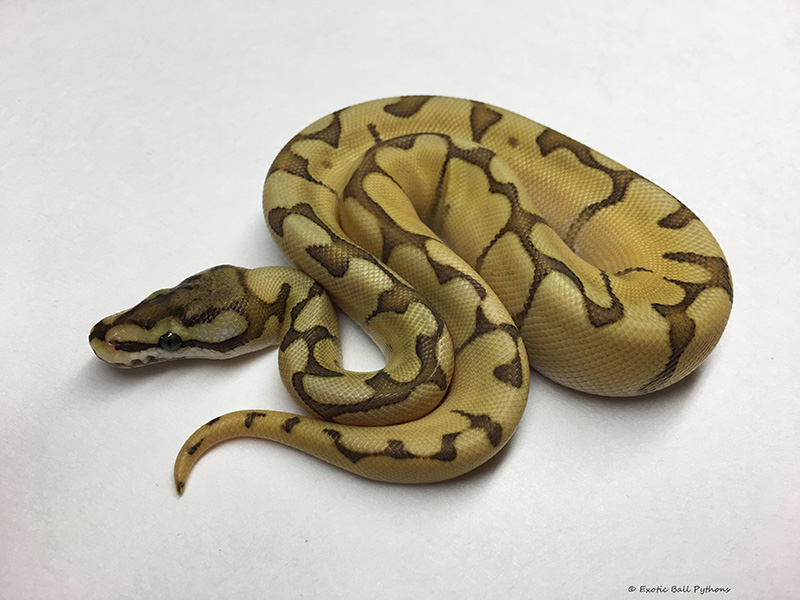 Enchi Mojave Orange Ghost Spider