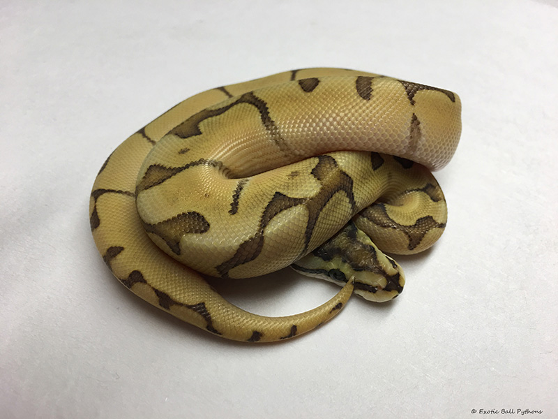 Enchi Mojave Orange Ghost Spider