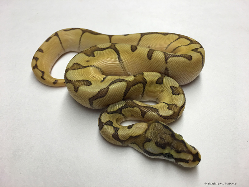 Enchi Mojave Orange Ghost Spider