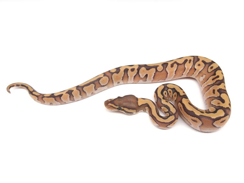 Enchi Mojave Orange Ghost