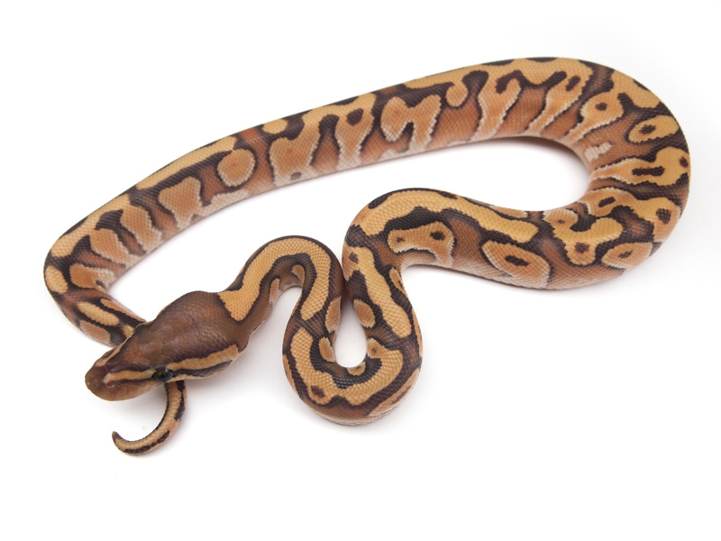 Enchi Mojave Orange Ghost