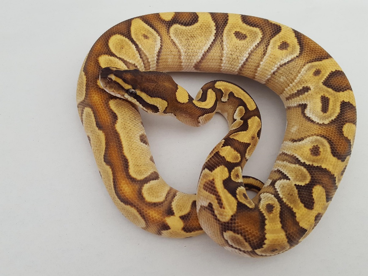 Enchi Mojave Paint