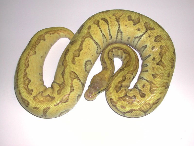 Enchi Mojave Pastel Pinstripe