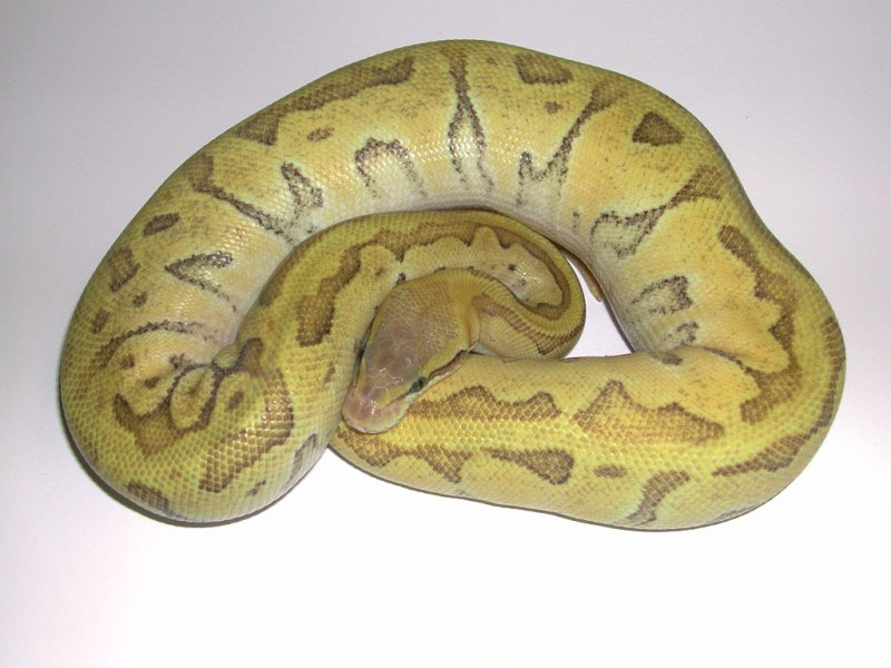 Enchi Mojave Pastel Pinstripe