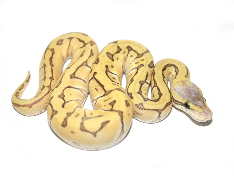 Enchi Mojave Pastel Pinstripe