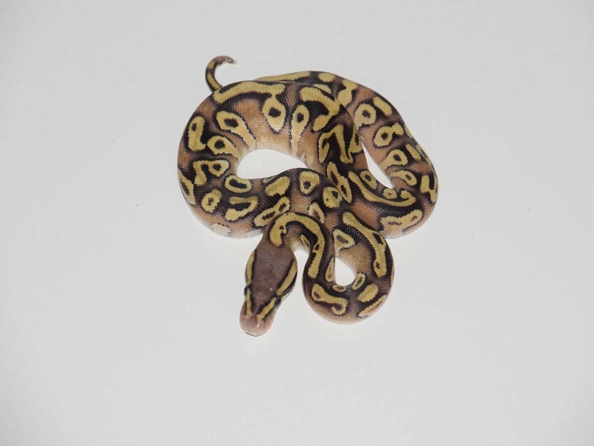 Enchi Mojave Pastel Vanilla