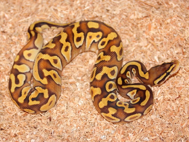 Enchi Mojave Pastel