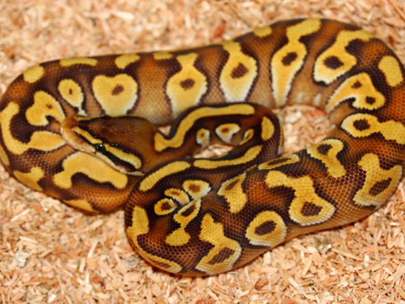 Enchi Mojave Pastel