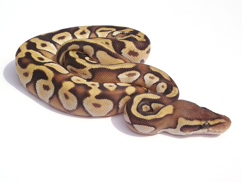 Enchi Mojave Pastel