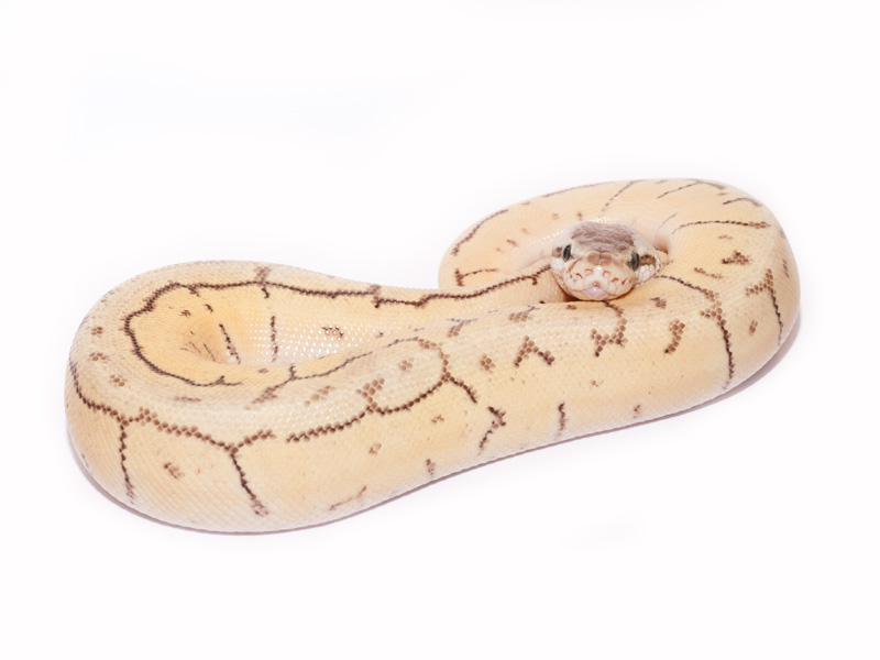 Enchi Mojave Pinstripe Spider Super Pastel