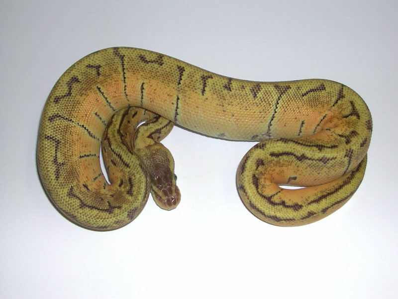 Enchi Mojave Pinstripe