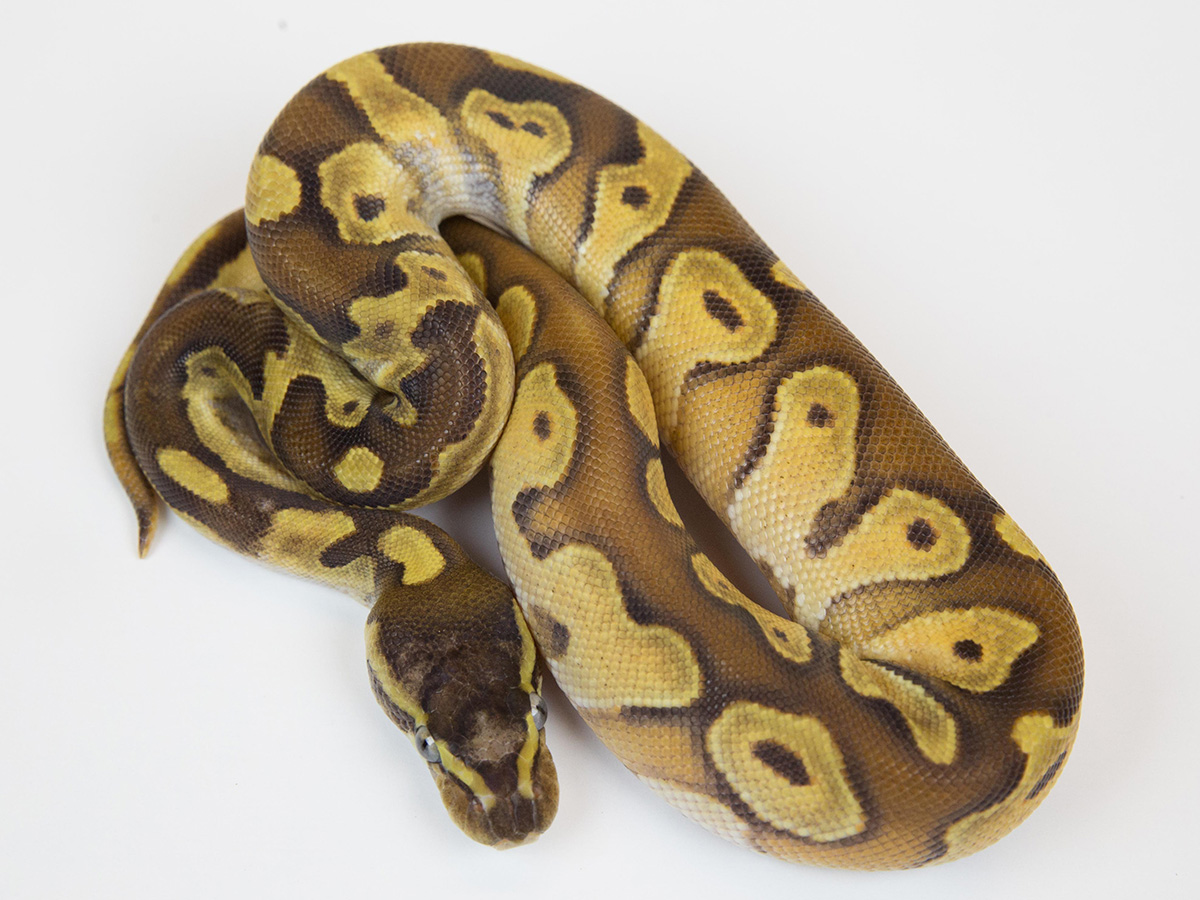 Enchi Mojave Shatter