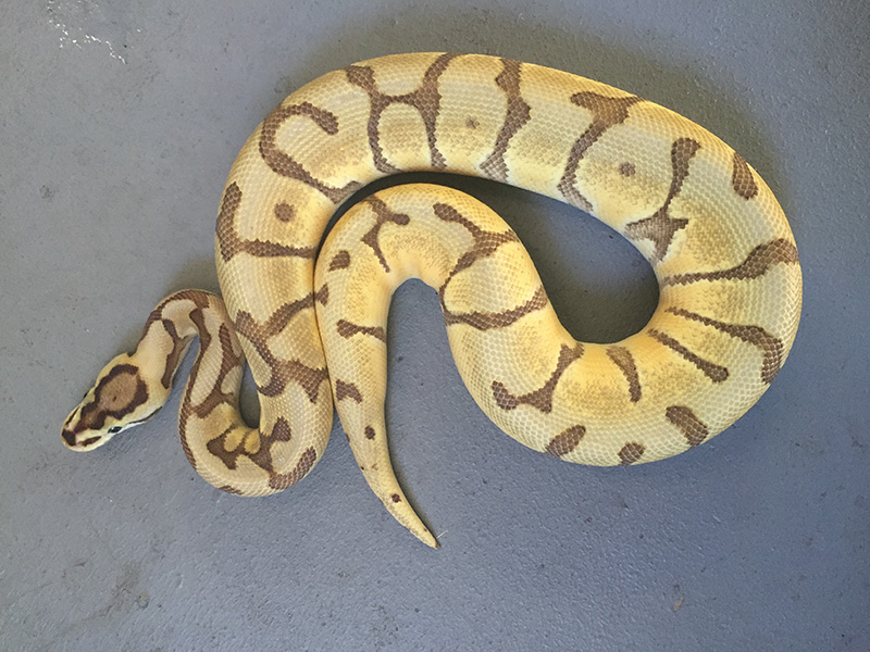 Enchi Mojave Spider Yellow Belly