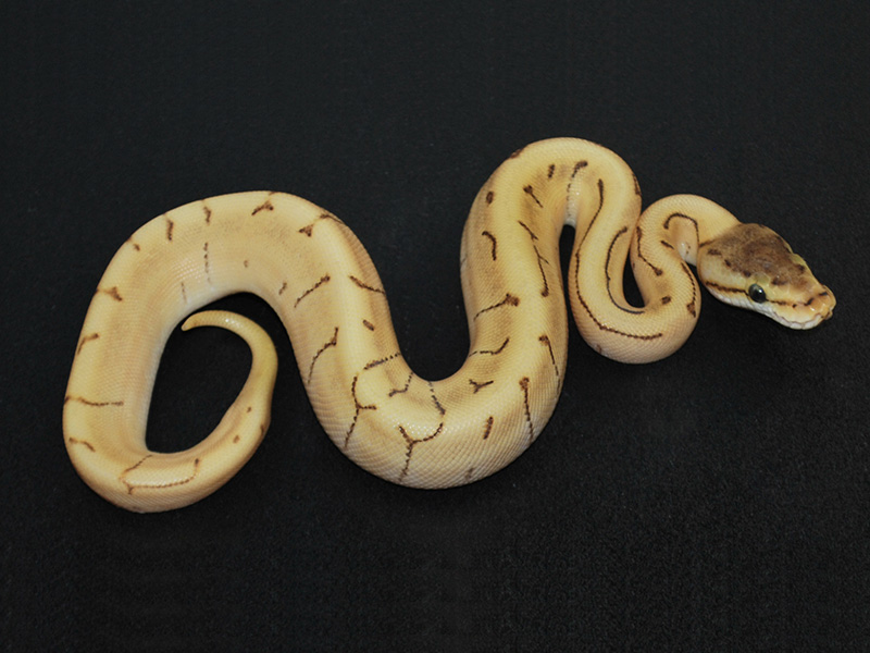 Enchi Mojave Spinner