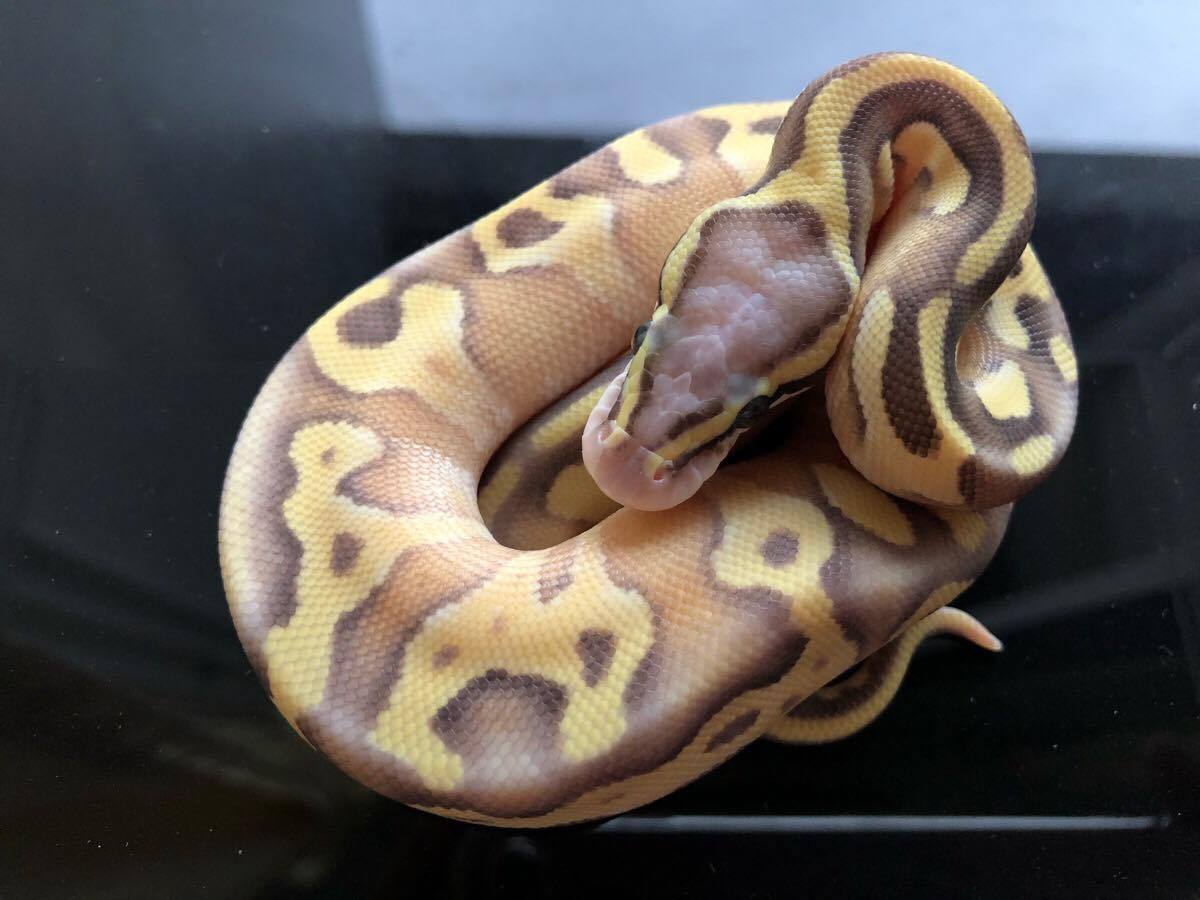 Enchi Mojave Super Pastel Vanilla