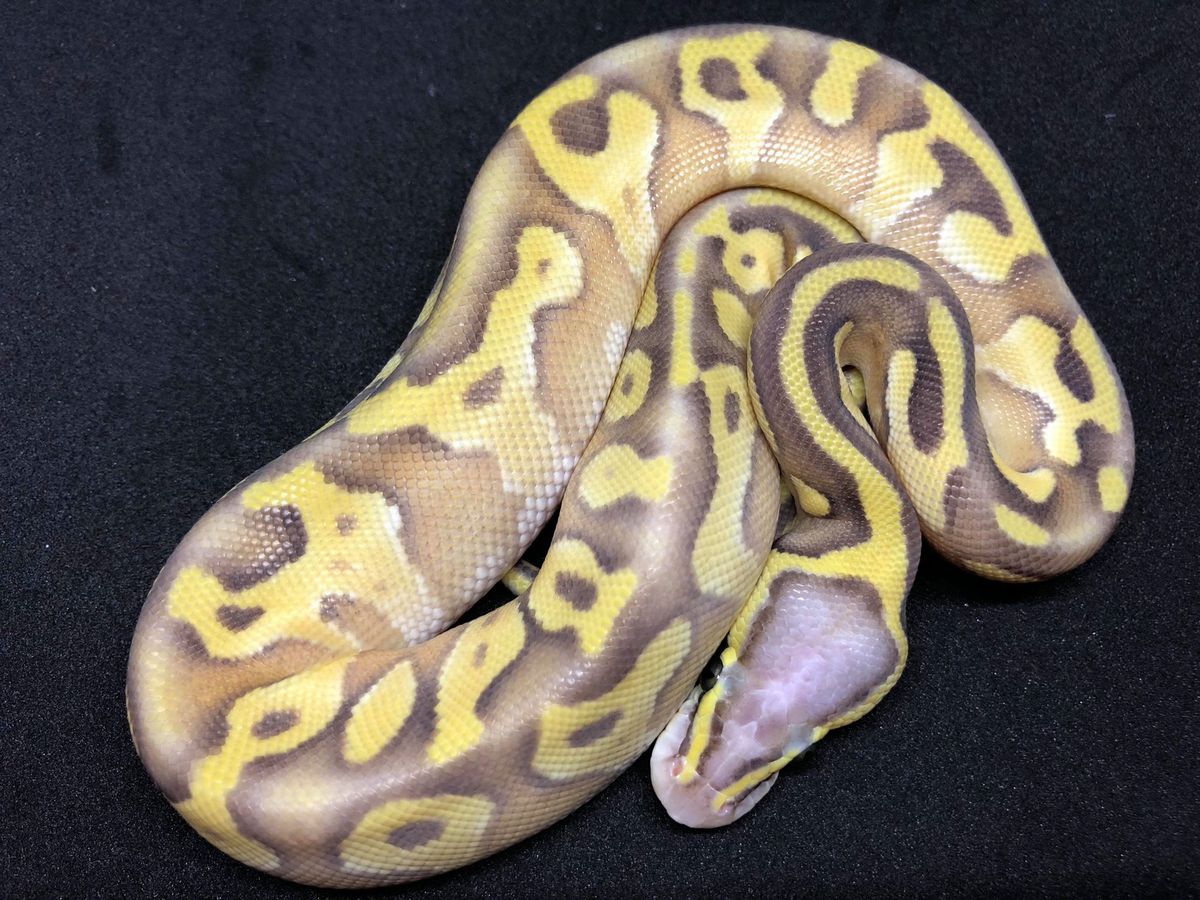 Enchi Mojave Super Pastel Vanilla