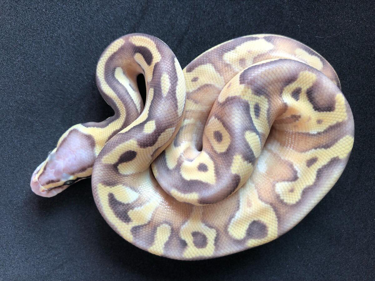 Enchi Mojave Super Pastel Vanilla