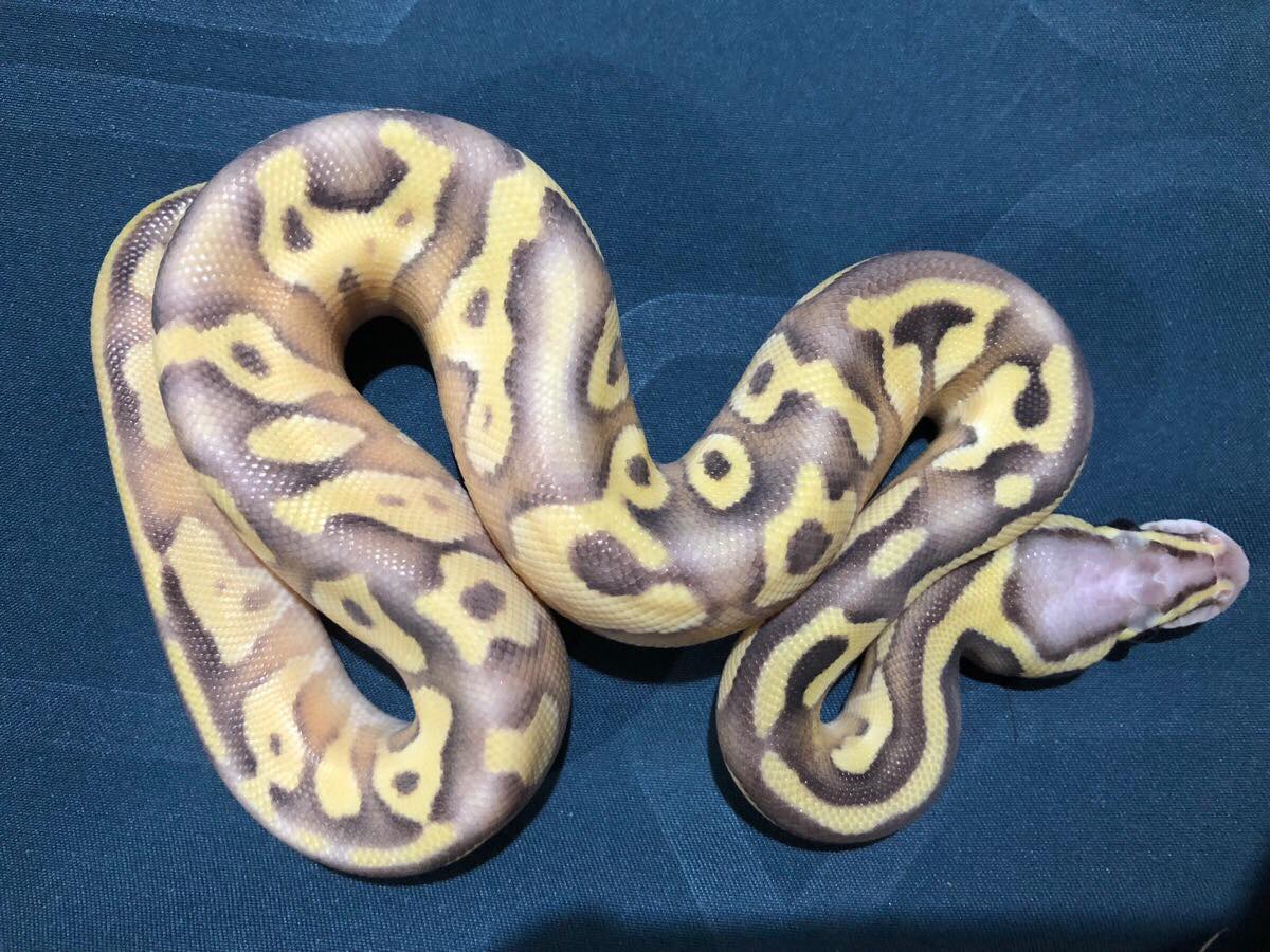 Enchi Mojave Super Pastel Vanilla