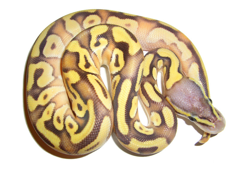 Enchi Mojave Super Pastel