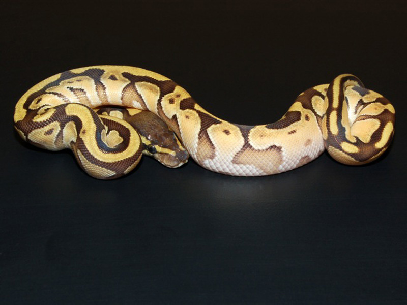 Enchi Mojave Vanilla