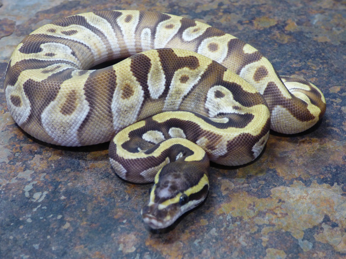 Enchi Mojave WHS line Scaleless Head