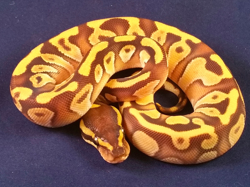 Enchi Mojave Woma Yellow Belly