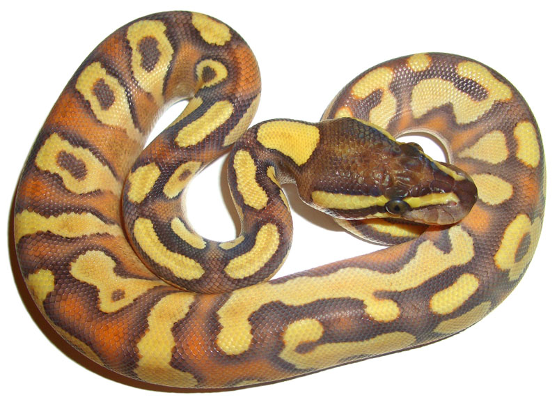 Enchi Mojave Yellow Belly