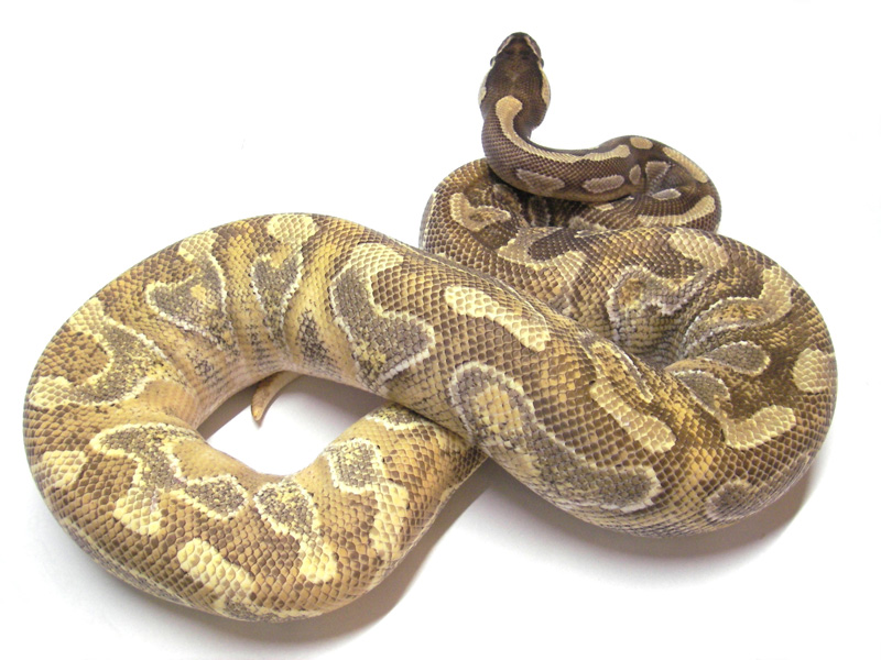 Enchi Mojave Yellow Belly
